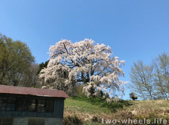 三春モーグル、桜を求めてこぶをゆく